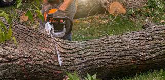 Trusted Farmersville, TX Tree Services Experts