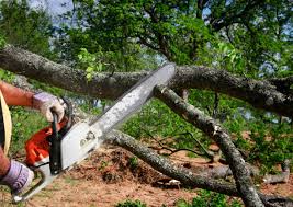Best Arborist Consultation Services  in Farmersville, TX