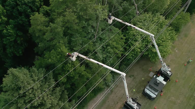  Farmersville, TX Tree Services Pros